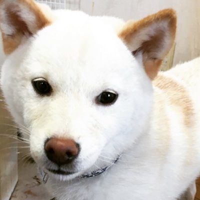 まきちゃん＠ペット大好き♪ (@NYANKOandWANKO) / Posts / X