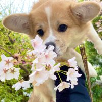 すーちゃん (@sufure_0924) Twitter profile photo