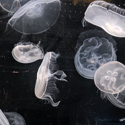 oyikoyikoyik11's profile picture. 病み病み。
終わらせる必要無かったのかもしれへんけど、終わらせたよ。
心が弱ってる。一人でいたくない。
フォローして。かまって。