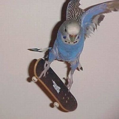 rollerbirdie Profile Picture