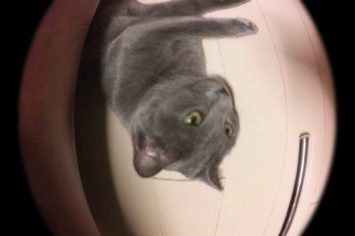灰色の猫が好きな鳥族です。！！(゜ロ゜ノ) 灰色 猫写真をたまに披露しちゃうよ。フライドポテトが大好き。心に響いた方は勝手ながらフォローさせていただきますので、よろしくお願いします。