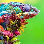 Top #10^6 LinkedIn Expert ๐ต (@reptilianlvl94) 's Twitter Profile