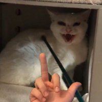 big dumb idiot (@maybemerritt) 's Twitter Profile