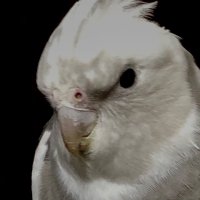 Takeshi (@hyochan0620) 's Twitter Profile Photo