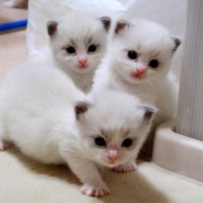 mattonjp's profile picture. ゲーム、トイをこよなく愛するおじさん 食べ物のプロ 共通点がある2broさんに勝手に親近感を抱いてます(-.-)y-., o O #apex #ガンダム  #モンハン