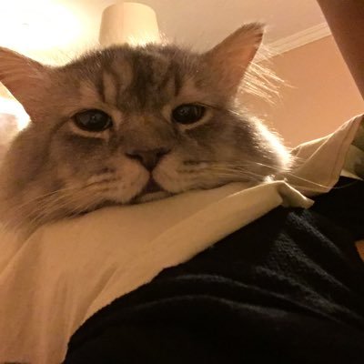 ShaTha_Nasser's profile picture. SEU - E Commerce 🖥🛒💳 |🐱🌿|“Every day is a FEELING”