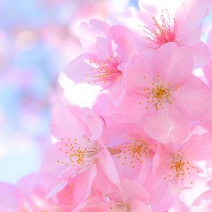 桜風︎さんのプロフィール画像