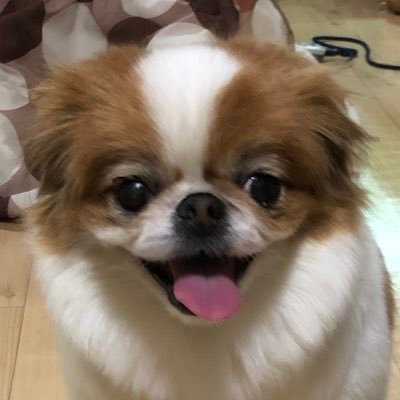 保護犬さくちゃん Jkngimlnopj2gd4 Twitter