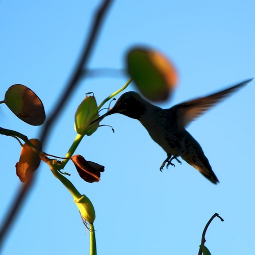 maiowndiet's profile picture. I first started this account when I started the HCG diet. It is to track both my success and failure.