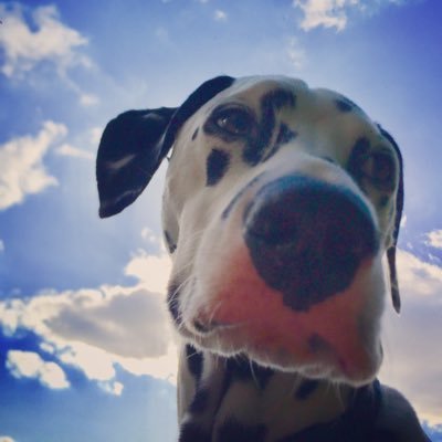 JUDITHMORGAN1's profile picture. Married, 3 children all flown the nest! Never happier socialising with good friends and watching sport. Love a lot of spots.