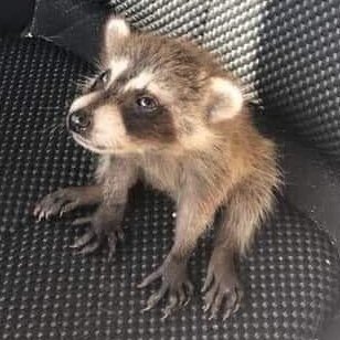 cycayc's profile picture. Part Tech / Part Flesh