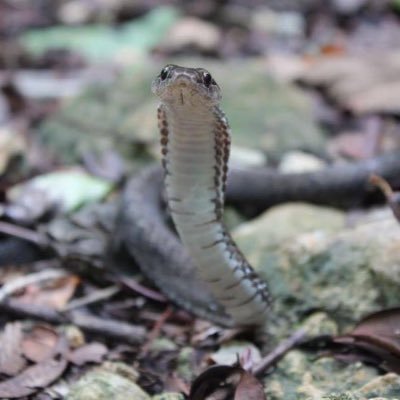 Somos una iniciativa cientifica, educativa y comunitaria, que se enfoca en la conservación de la herpetología, con énfasis en las serpientes.