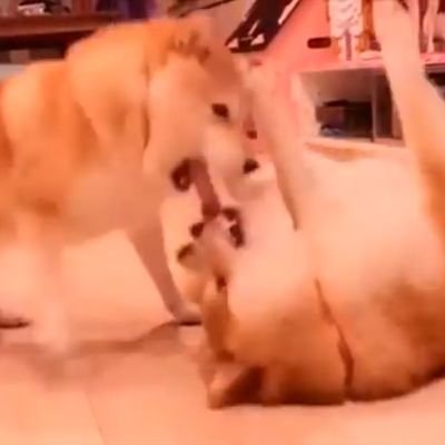 happydoggo17's profile picture. 