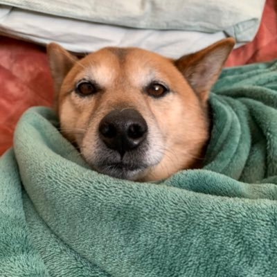 柴犬 ケン On Twitter またあれ運搬中 Https T Co 5how1iokuu Youtubeより 柴犬 犬 散歩 たけのこ