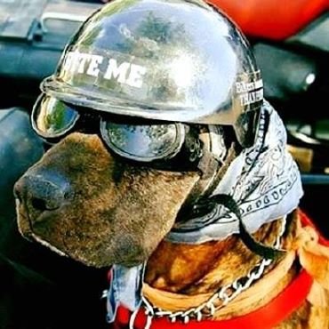 Phil_Ach's profile picture. Quand je lis des livres du XIXe siècle, je me sens de gauche. 
Quand j'entends les gens de gauche de 2025, j'ai envie de vomir.