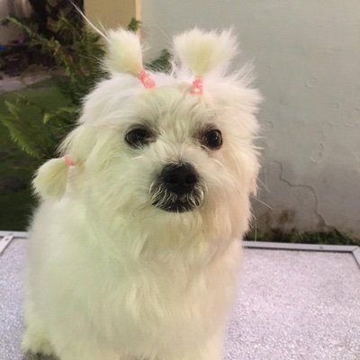 BerberKitkit's profile picture. my loyalty lies with the people