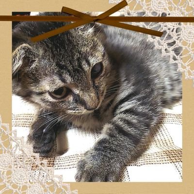 2020年🌸節分に子猫🐈を拾いました。はるおと名付けました🌸
🐈🐈只今はるおと離ればなれの生活中💧
😺はるおは夫と仲良く暮らしています💕
🥰猫好きさんと繋がりたいです🤩💕H系は❌
ねこのきもちWeb紹介されました⬇️⬇️
#猫 
#保護猫
#ねこ