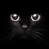 黒猫のアギト (@kuroneko_to_) 's Twitter Profile