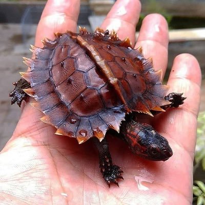 holdmyb17849229's profile picture. Hold my beer