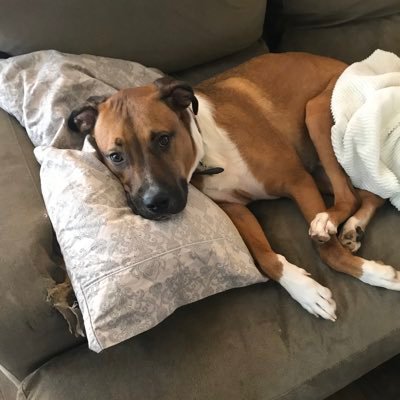 ADitzyAirhead's profile picture. Views are my own and not representative of any other individual, organization or business. She/her/hers
