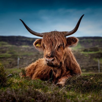 This project aims to transform Scotland's landscapes from carbon sources to carbon sinks.
