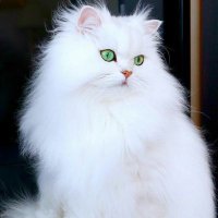 ๐บ (@amorh811) 's Twitter Profile Photo ๐บ (@amorh811) 's Twitter Profile Photo