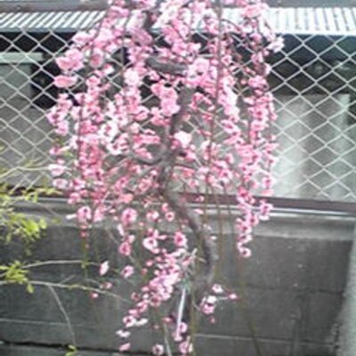 河内の燕