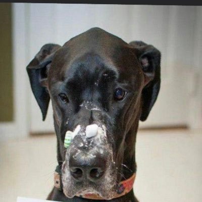 CapecodSis's profile picture. 