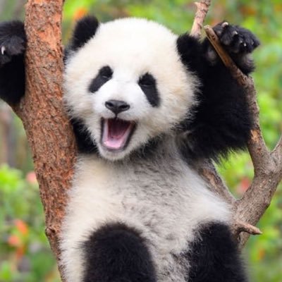 Panda2285957201's profile picture. Bright and Breezy