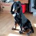 Huckleberry Hound (@huntingtonhound) Twitter profile photo Huckleberry Hound (@huntingtonhound) Twitter profile photo