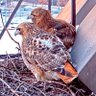 CornellHawks's profile picture. 