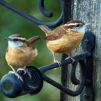 Bill, a freelance artist and therapist-in-training (he/him), and Tassy, a family doctor (she/her), navigate Bill’s attempts to teach Tassy about birdwatching.