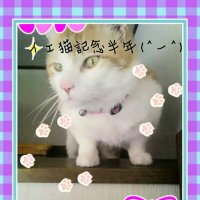 ๐ใซใใ๐็ซ๐ (@nyamu530) 's Twitter Profile