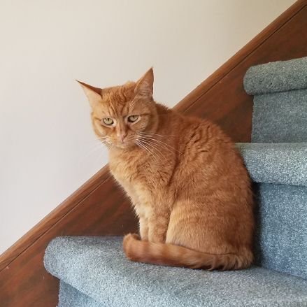 I'm a cat. But Mom is a big Elvis and Lorrie Morgan fan.🧡
