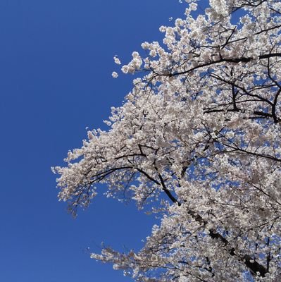 埼玉県　盆栽ハマリ中のおじさんです。