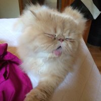 Michelle Arseneau (@chella3012) 's Twitter Profile