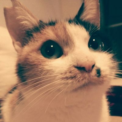 ミケネコฅ^•ﻌ•^ฅチーズさんのプロフィール画像