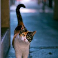 玉衡-Alioth (@alioth_laurent) 's Twitter Profile