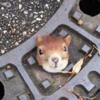 熱しやすく冷めやすいリツイート厨です。 ミュート推奨 麻雀、 ポケポケ(マスター),AC6,diablo4,apex(ダイヤ💎)ジム通い #Letsgododgers