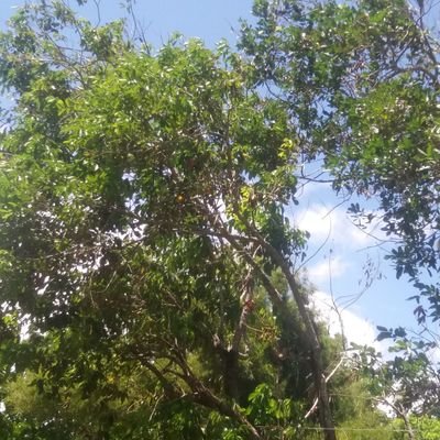 I have become Tree. Has Half a Brain Cell, and an encounter rate of 1/366