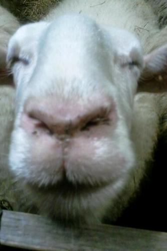 Herderinn's profile picture. 