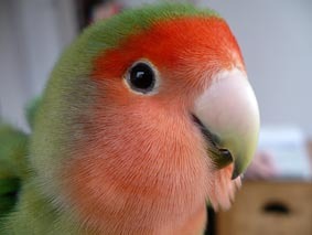 Inksremunj's profile picture. Motors, hardlopen, langeafstandwandelen, lezen, katten, dwergpapegaaitjes, liberaal, plantaardig eten.
#plantbased #running #cats #lovebirds #motorcycles #books