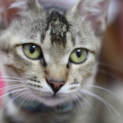 54ecojohn's profile picture. 忙碌的環境教育工作者，半路上的手工藝家，喜歡聽音樂，這是我的個人觀點/日記本。