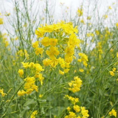 長野県飯山市の春の風物詩「いいやま菜の花まつり」の公式アカウントです。