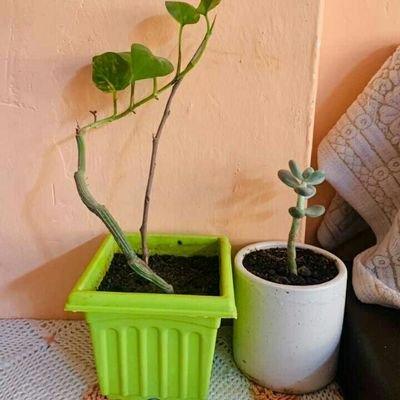 MannotraNisha's profile picture. hardworking