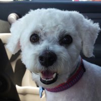 Adorable Deplorable (@1carynh) 's Twitter Profile