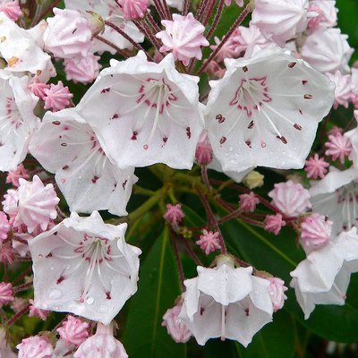 Scarletts_Muse's profile picture. Observer, thinker, researcher, communicator, educator
News Junkie, Restore America
1A, 2A, INTJ
Constitutionalist
Send your DMs to Elon. I don't read them