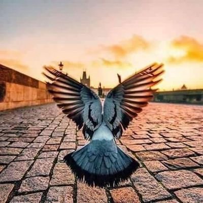 emadghareeb's profile picture. ليبلوكم ايكم احسن عملاً