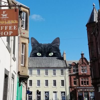 We collect and archive citizen pictorial records of the mysterious & awe-inspiring Giant Cats of Dunbar (GCOD). 🏴