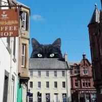 Giant Cats Of Dunbar(@CatsGiant) 's Twitter Profile Photo